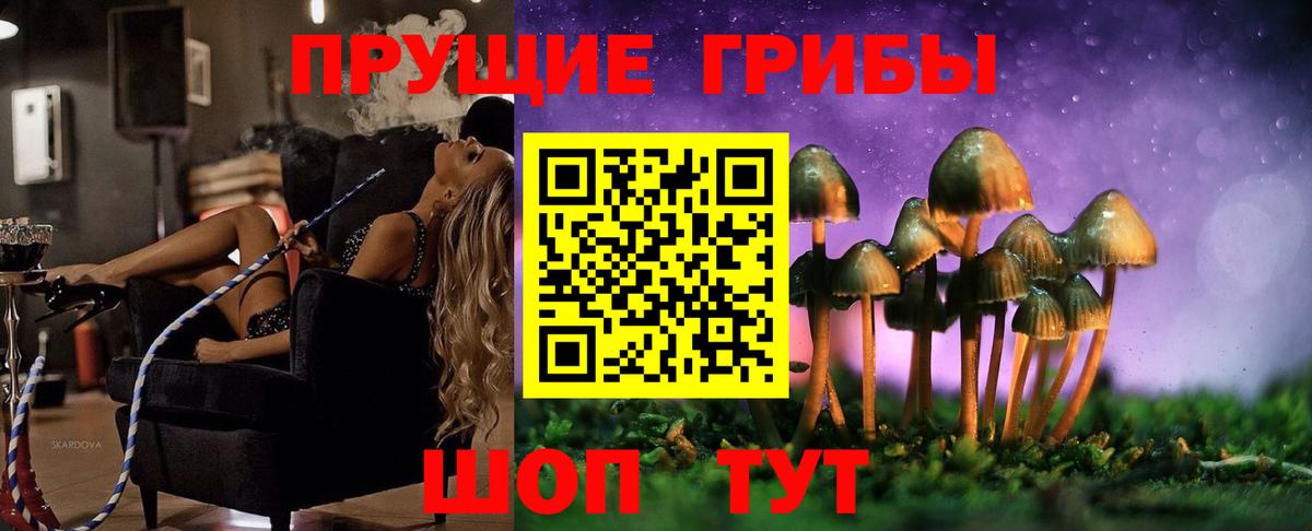 Псилоцибиновые грибы Psilocybe  Вход с VPN  Камень-на-Оби 